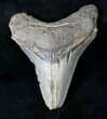 Serrated Posterior Megalodon Tooth - North Carolina #19967-1